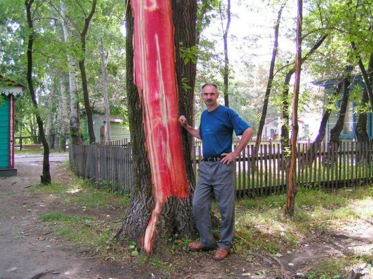 Грабор у поражённого шаровой молнией тополя