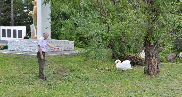 Лебеди в Ивановке
